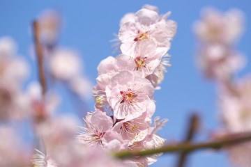 梅の花