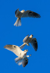 Young Whitetailed Kites fighting with each other in aerial acrobatics