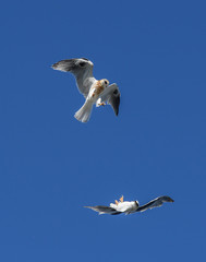 Young Whitetailed Kites fighting with each other in aerial acrobatics