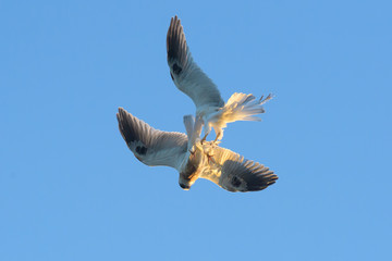 Young Whitetailed Kites fighting with each other in aerial acrobatics