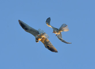 Young Whitetailed Kites fighting with each other in aerial acrobatics