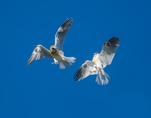 Obraz premium Young Whitetailed Kites fighting with each other in aerial acrobatics