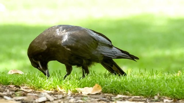 Native Australian raven (Corvus coronoides) bird  with shiny black feathers searching through vibrant green grass for food and nest building materials, 4K 30p