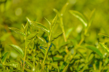 Fresh tea leaves