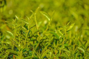 Fototapeta na wymiar Fresh tea leaves