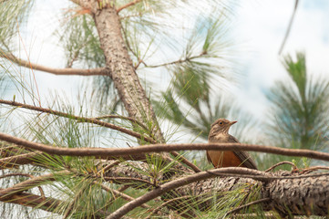 Bird with orange belly between the green tree vegetation. Bird perched on tree branch looking...