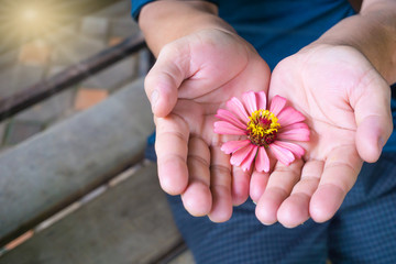 cosmos flower in the man hand.close-up view.