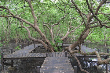 Obraz premium Big tree