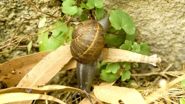 Macro of terrestrial snail with brown shell crawling over leaves and compost