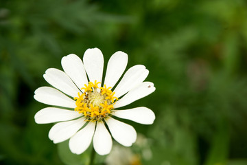 Obraz premium zinnia flowers
