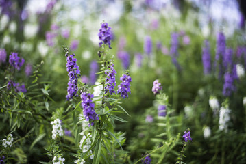 Select focus flowers of bush violet and purple flowers, abstract soft floral background