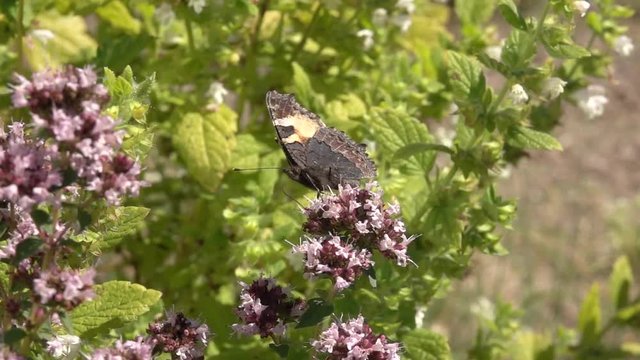 Butterfly on flower collecting nectar. Nature slow motion film clip of pollination.