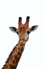 Head and neck of a giraffe isolated on white background