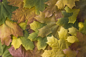 background of different colors autumn leaves lying on the ground