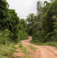 Fototapeta premium beautiful country road that runs along a forest in the mountains
