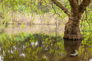 Tree in Water