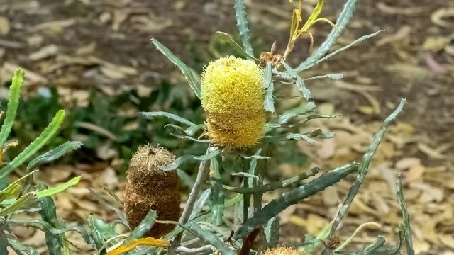 Bushy textured yellow and brown banksias naturallu growing in Australian outback, HD 60p