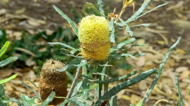 Endemic Australian native banksia plant growing yellow flower-head and with dried flower seed cone in background, 4K 24p