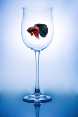 Red Blue halfmoon fighting fish in wine glass