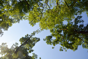 Obraz premium Look up at the trees