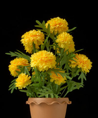 Closeup shot of yellow marigold blooming on black isolated.