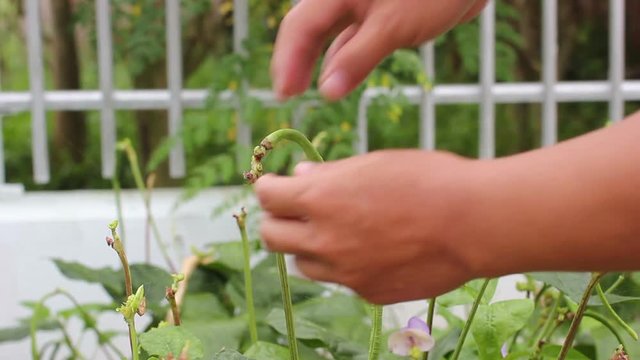 footage closeup yardlong bean harvest with hand of male asian gardener