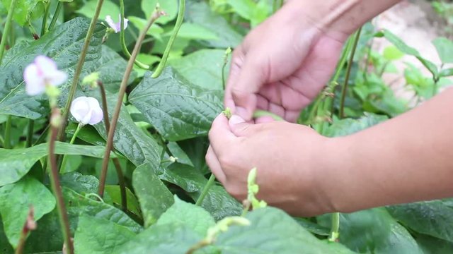 footage closeup yardlong bean harvest with hand of asian gardener