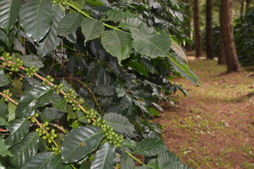 coffee bean on tree