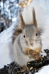 A gray squirrel sits on snow and eats seeds 