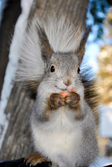 A gray squirrel sits on the arm and chewing on nuts for the winter 