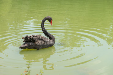 Goose with orange beak enjoying the cold water
