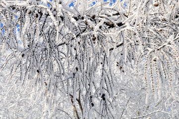 Snowy branches, snow in the forest in winter