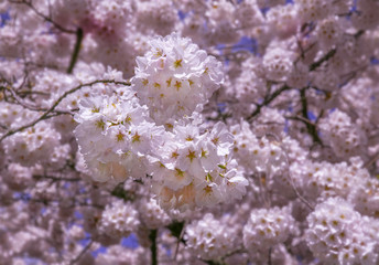 Up close photo of cherry blossoms