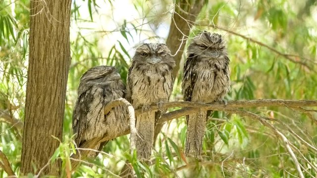 Group of juvenile Australian tawny frogmouth nocturnal birds perched on tree branch to sleep during daylight, 4K 30p