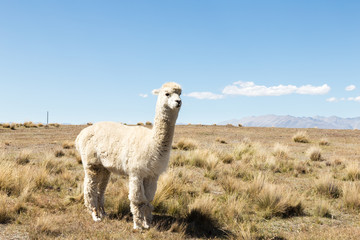 pasture with animal in new zealand farm in blue sky