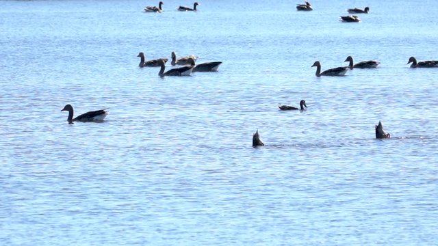 Greylag geese in lake. Summer nature scene with wildlife.