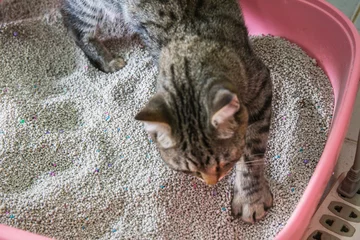 Crédence de cuisine en verre imprimé Chat Chat de toilette Nettoyage de sable chat dans une litière