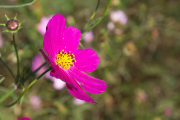 Cosmos