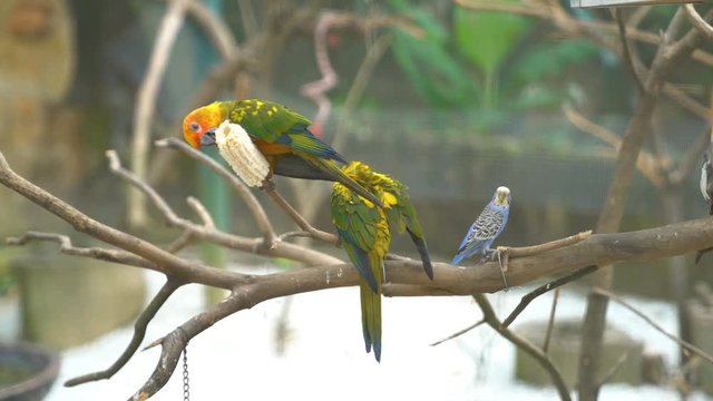 KL Bird Park. Peach Face Lovebird Parrot (Agapornis roseicollis). 4k b-roll footage.