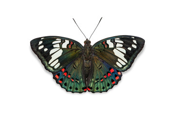 Fototapeta na wymiar Common Gaudy Baron butterfly