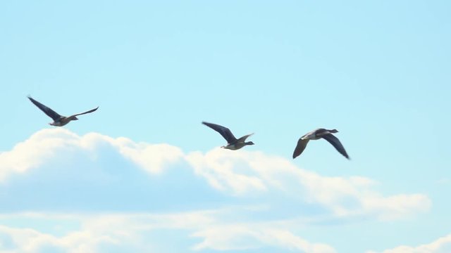 Three birds flying in blue sky. Nature background with wildlife.