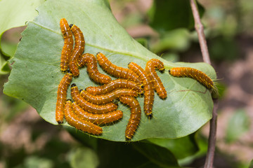 Painted Jezebel caterpillars