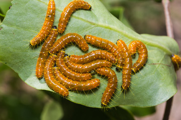 Painted Jezebel caterpillars