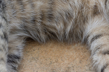 This is the soft fur on the belly and legs of a cat that is lying on the ground, the stone.
