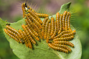 Painted Jezebel caterpillars