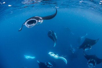 Manta Rays in Hanifaru bay
