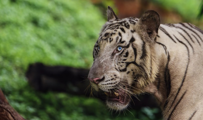 Closeup of a roaring White Tiger with a green flora background