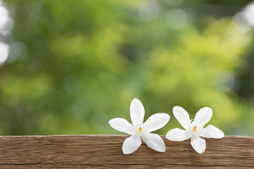 Two white flowers Put on the wood floor with a beautiful pattern. Behind the scenes bokeh green trees.