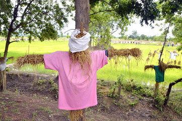 Scarecrow wearing colorful variety in the field of rural Thailan