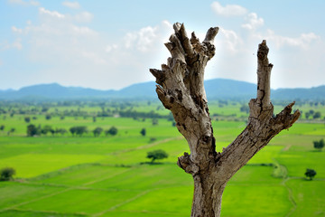 Closeup Dead tree on green field background with blue sky background in thailand.